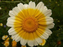 flower with a yellow core and white petals