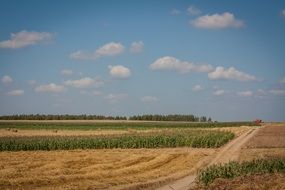 field haymaking