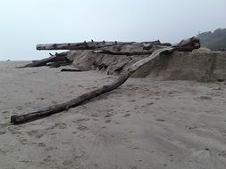 logs on the beach