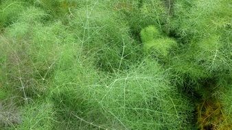 lush green grass in the garden