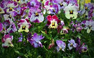 natural multi-colored violets on a bed