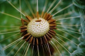 photo of dandelion seeds closeup