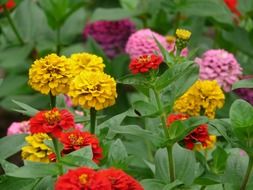 colorful zinnia flowers in garden
