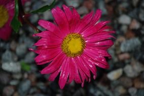 burgundy flower grows among the pebbles
