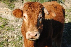 Cow in the countryside