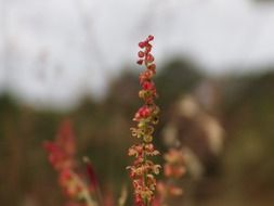 wondrous red bell