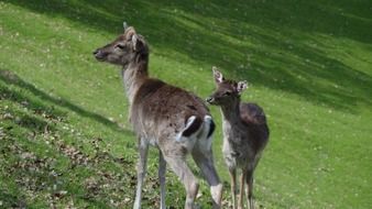 roe deer on green grass on pasture