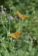 Colorful butterfly on a field with colorful flowers in spring