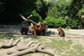 bears near tree trunks