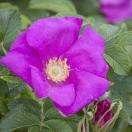 Purple petal