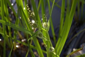 fresh green reed grass