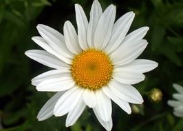 white camomile on blurry background close-up