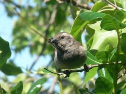 gray little bird on a green bush in the wild