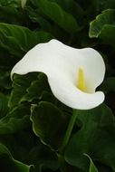 closeup photo of arum lily flower