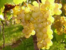 white grapes at vineyard