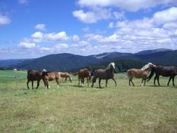 incredible beauty horse