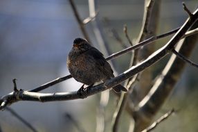 wondrous tit birds