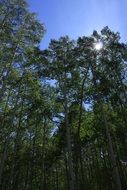 sun rays through the trees on a sunny day