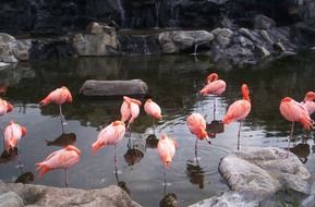 gorgeous flamingo birds on water scene