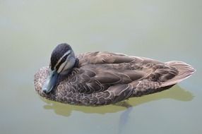 duck in lake australia scene