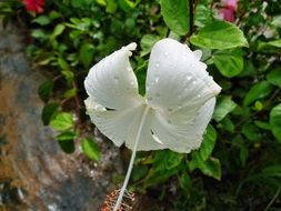 white hibiscus flower with water drops