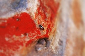 ladybug on stone