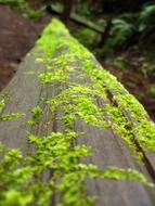 moss on wooden log