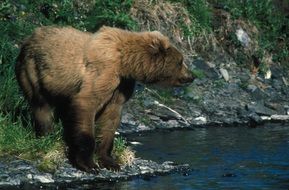 bear in the water