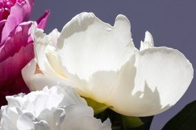 bouquet of peonies close-up