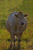 cow in the pasture in the evening