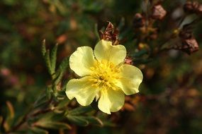 yellow flower plants