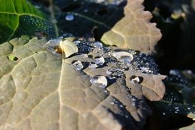 drop of water