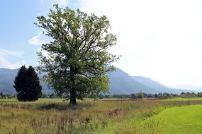 tree on green field