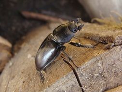 Blac kbeetle on wood