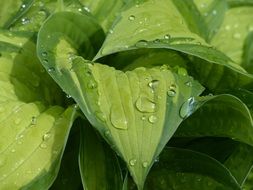 drops of water on green leaves of a plant