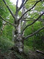 old big beech tree in forest at summer