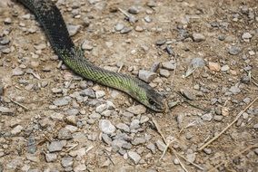 crawling wild snake