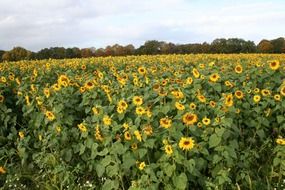 large field of sunflowers