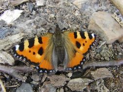 peacock butterfly on stone