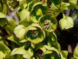 stinking hellebore, blooming plants in wild