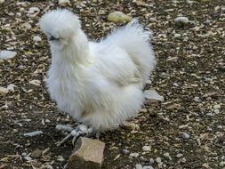 fluffy white chicken on a farm