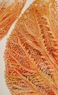 orange leaves as works of art