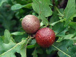 Oak galls on leaves