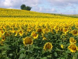 sunny field of sunflowers