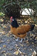 hen in a farm