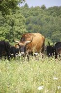 long horned cows on meadow at forest