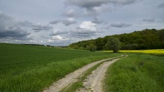 trodden path in the field