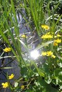 Flowers near pond at Spring