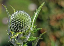 thistle or echinops