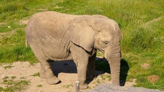 elephant on the grass on a sunny day